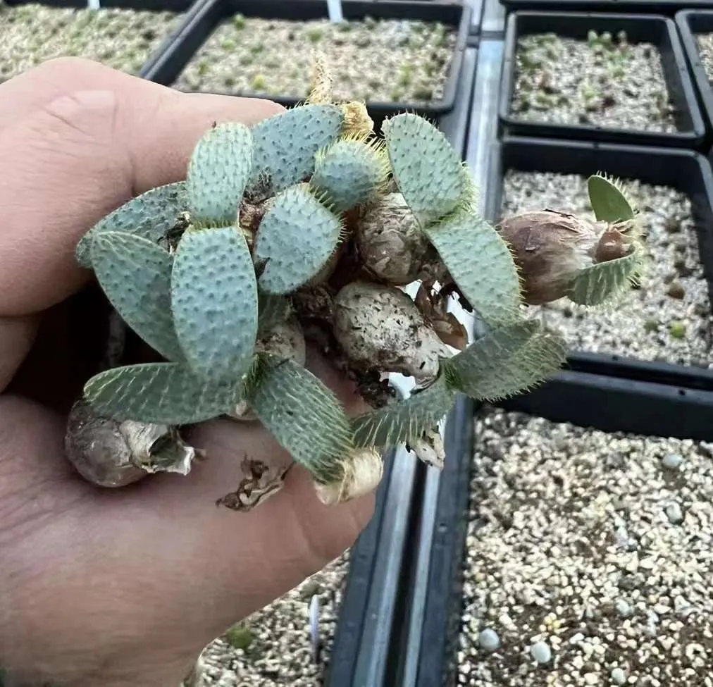 plant Aeonium Echeveria Haworthia  Caudex  Lithops Cactus  Agave 
