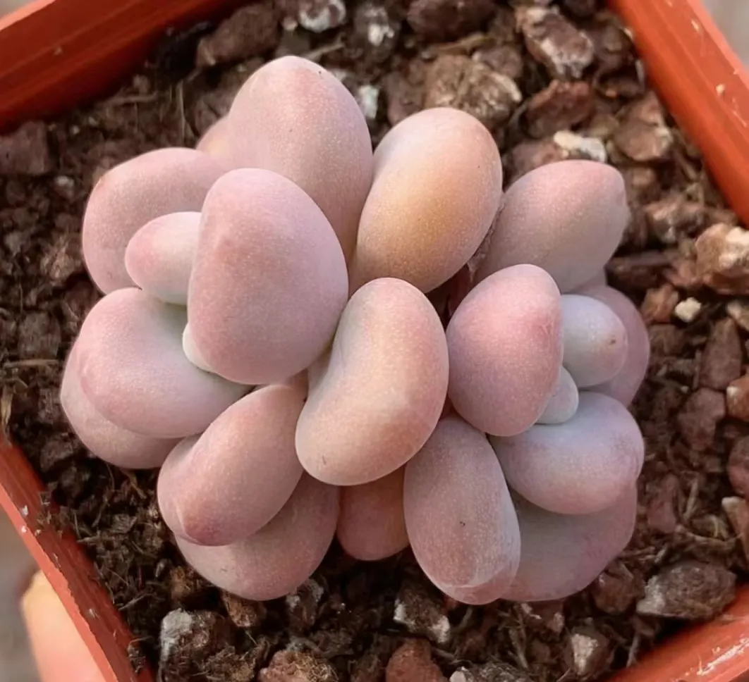 plant Aeonium Echeveria Haworthia  Caudex  Lithops Cactus  Agave 