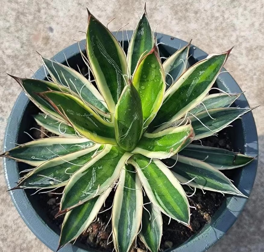 668.  Agave filifera cv. Ouhi-Midare-Yuki single head  8-10cm /Agave plants  /Succulent plants Garden landscape / Carefully select healthy plants