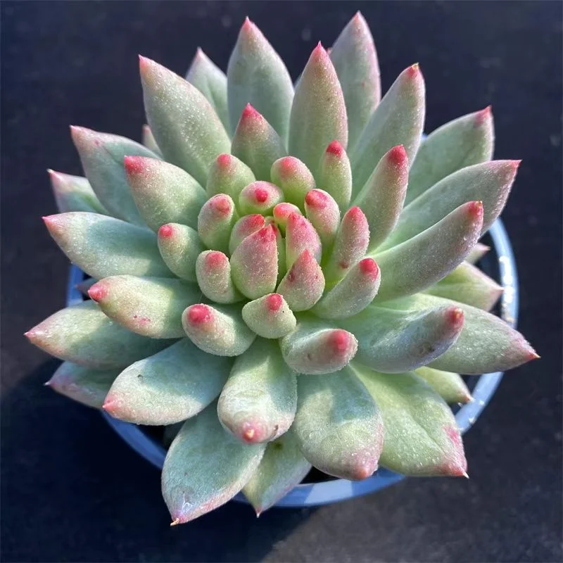 plant Aeonium Echeveria Haworthia  Caudex  Lithops Cactus  Agave 