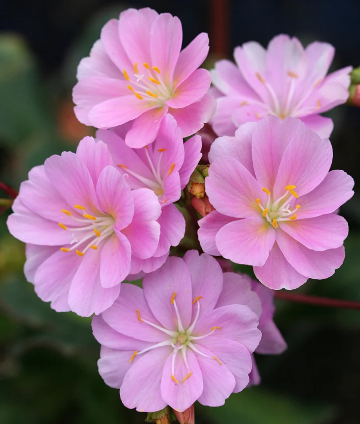 Sparkling Stars Pink Astrantia
