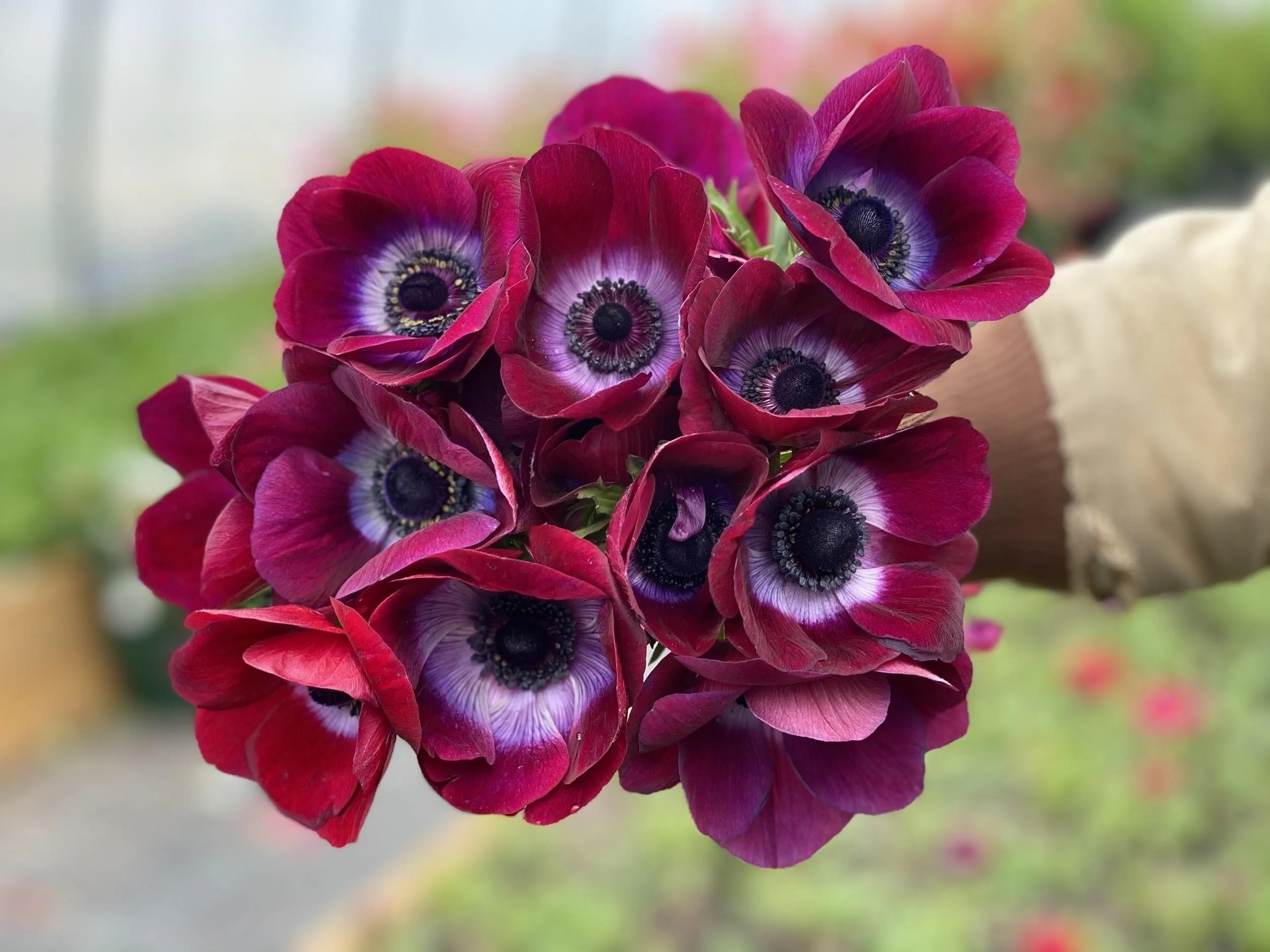Buy Italian Mistral Anemone Bordeaux Corms Online
