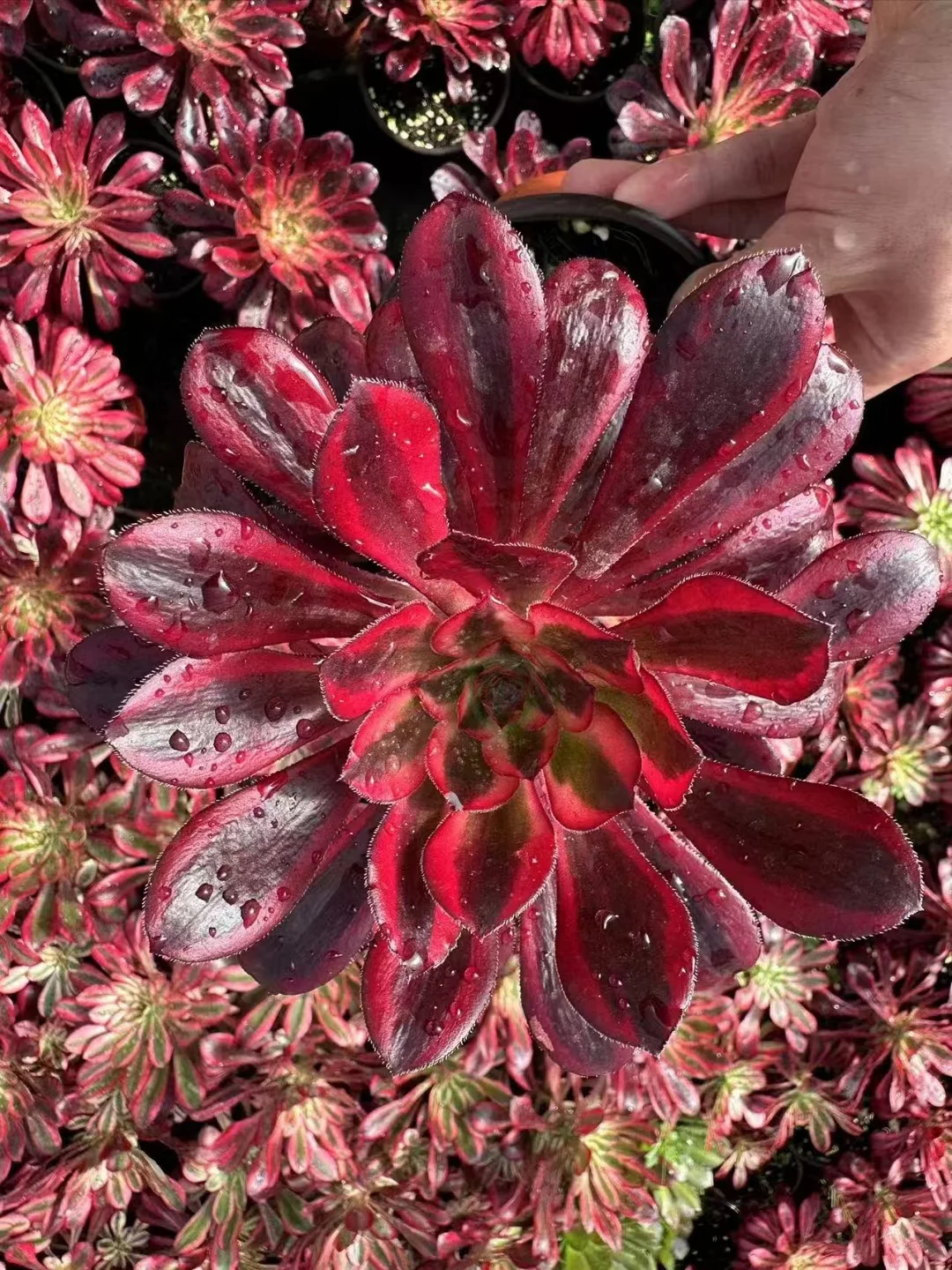 902. Fire Kirin cutting 8-10cm / Aeonium cutting/ Aeonium plants / Garden landscape / Carefully select healthy plants