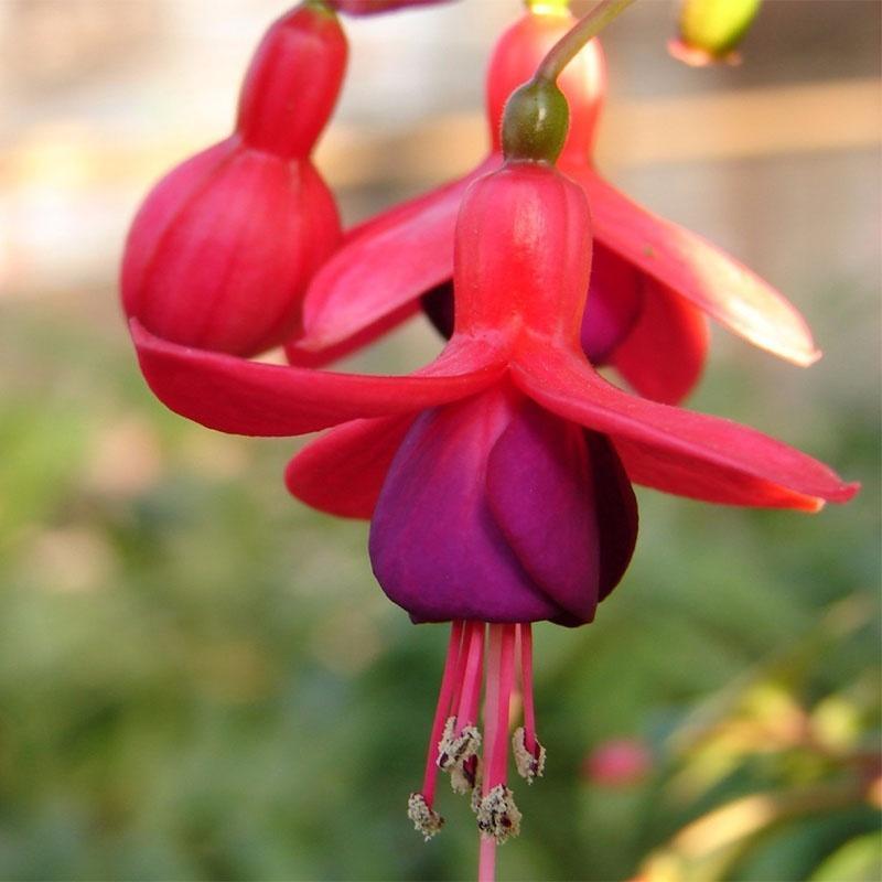 🧚🏼Fuchsia Flowers Seeds-Dancing Elf🪴Bonsai