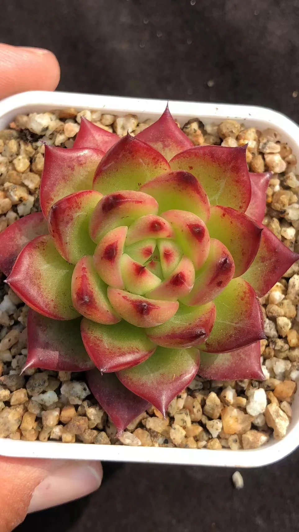 plant Aeonium Echeveria Haworthia  Caudex  Lithops Cactus  Agave 