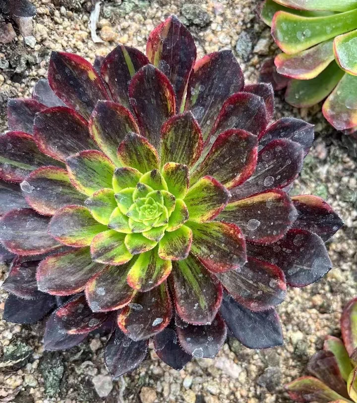 404.    Morandi   single head and cutting /Aeonium plants / Garden landscape / Carefully select healthy plants