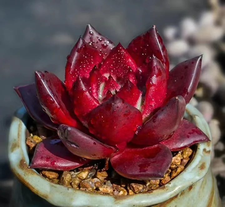 377.Robin single head 5-6cm/Echeveria/ Succulent plants / Garden landscape / Carefully select healthy plants