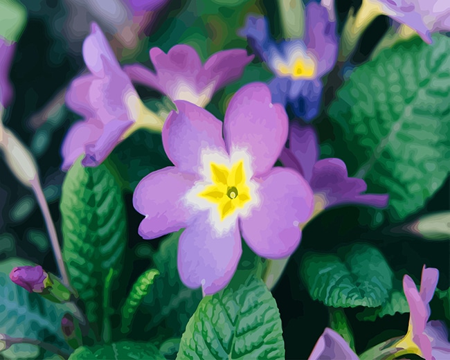 

Purple Primrose Flower – Paint By Numbers - 40*50CM, 501 Original