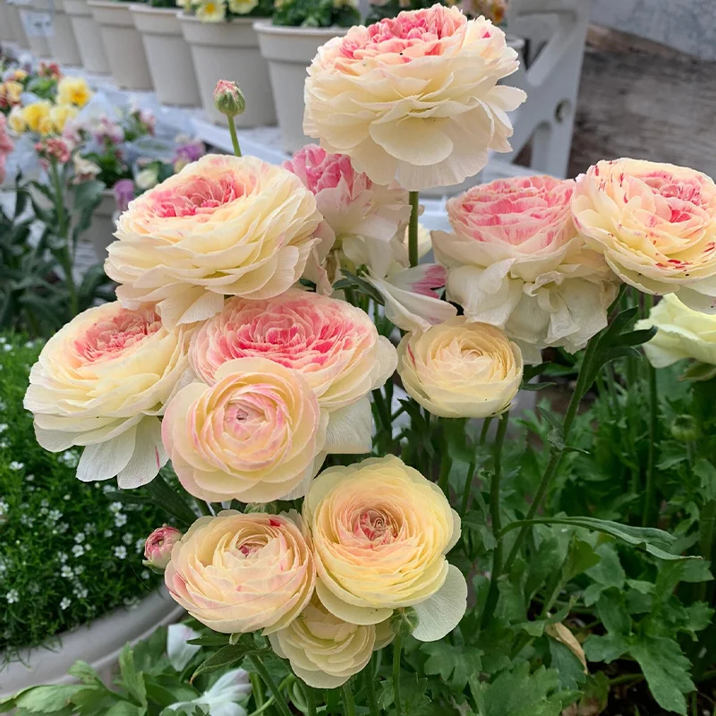 🌺 Ranunculus - Sacred Love