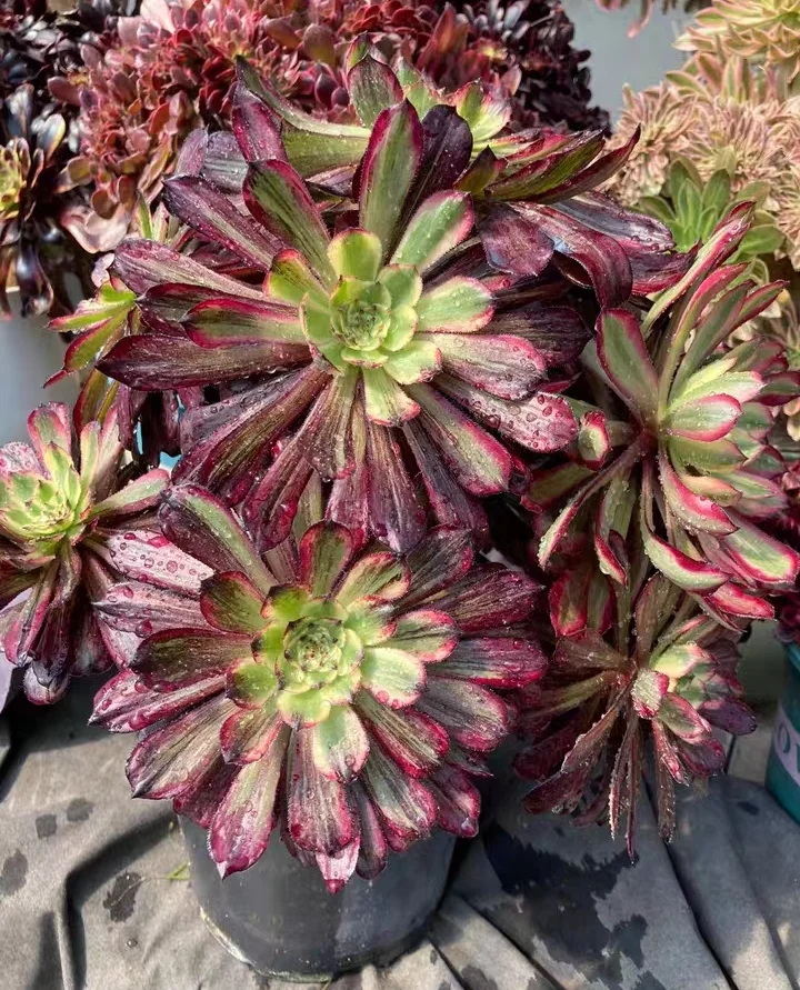 plant Aeonium Echeveria Haworthia  Caudex  Lithops Cactus  Agave 