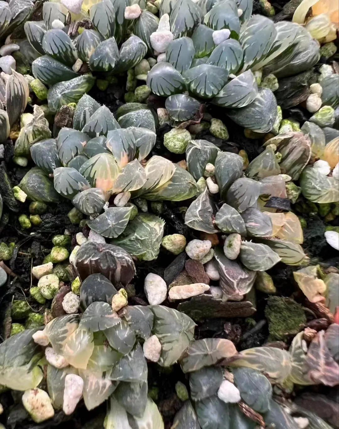 plant Aeonium Echeveria Haworthia  Caudex  Lithops Cactus  Agave 
