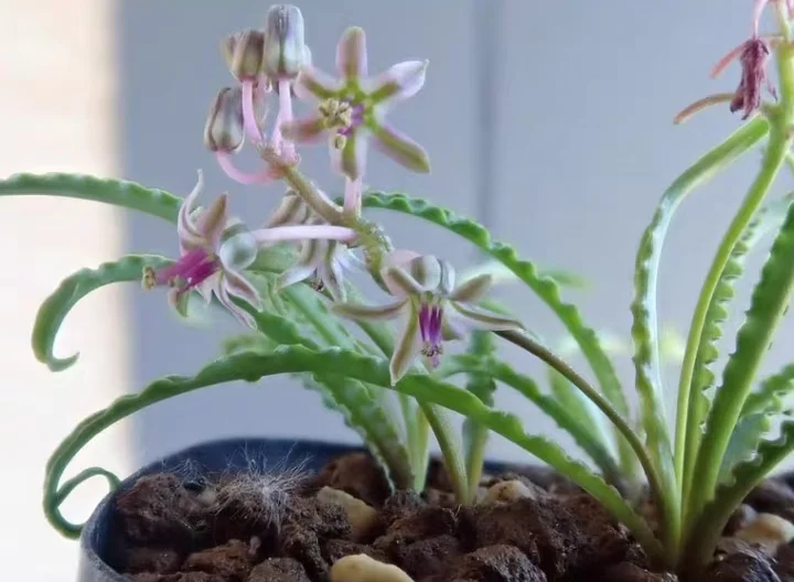 plant Aeonium Echeveria Haworthia  Caudex  Lithops Cactus  Agave 