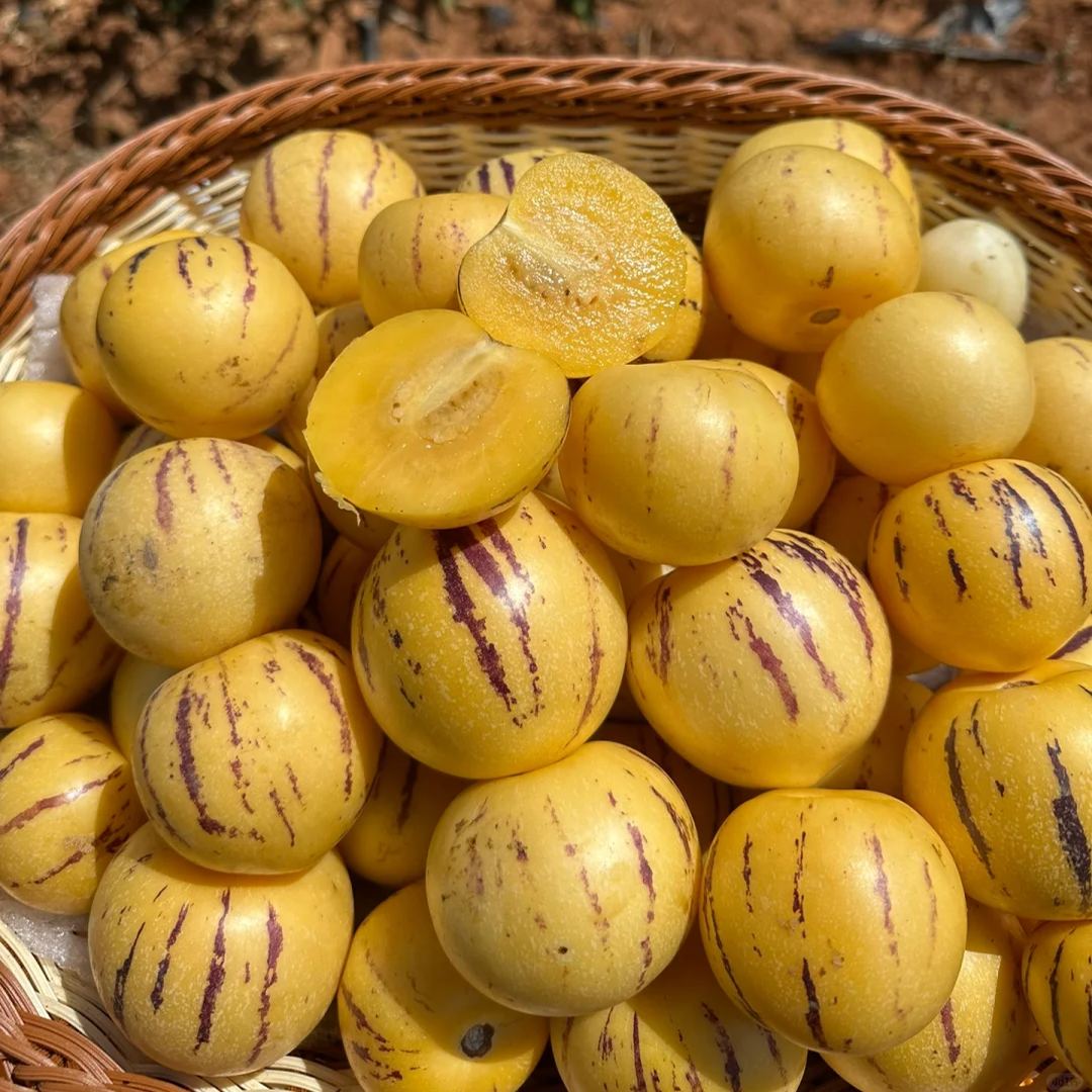 Pepino melon seeds, melon pear or sweet cucumber exotic fruit, ginseng fruit seeds