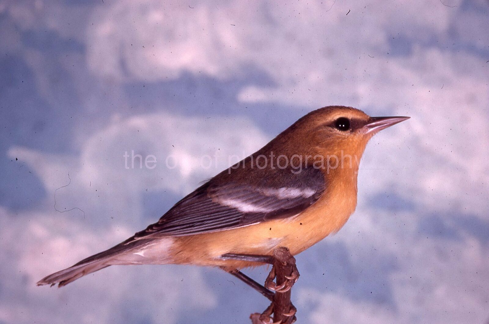 BLUE WINGED WARBLER 35mm FOUND BIRD SLIDE Vintage COLOR Photo Poster painting 15 T 10 L