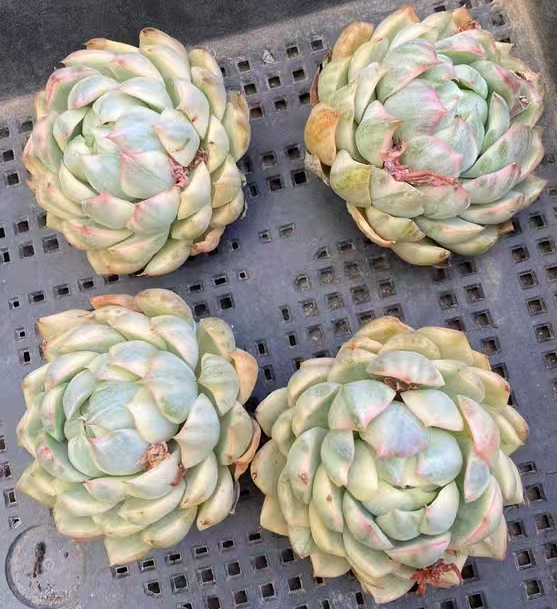 plant Aeonium Echeveria Haworthia  Caudex  Lithops Cactus  Agave 