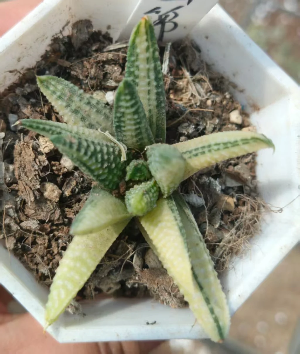 onestock.Haworthia hard leaf hybrid variegata 6cm/ Haworthia/ Succulent plants / Garden landscape / Carefully select healthy plants