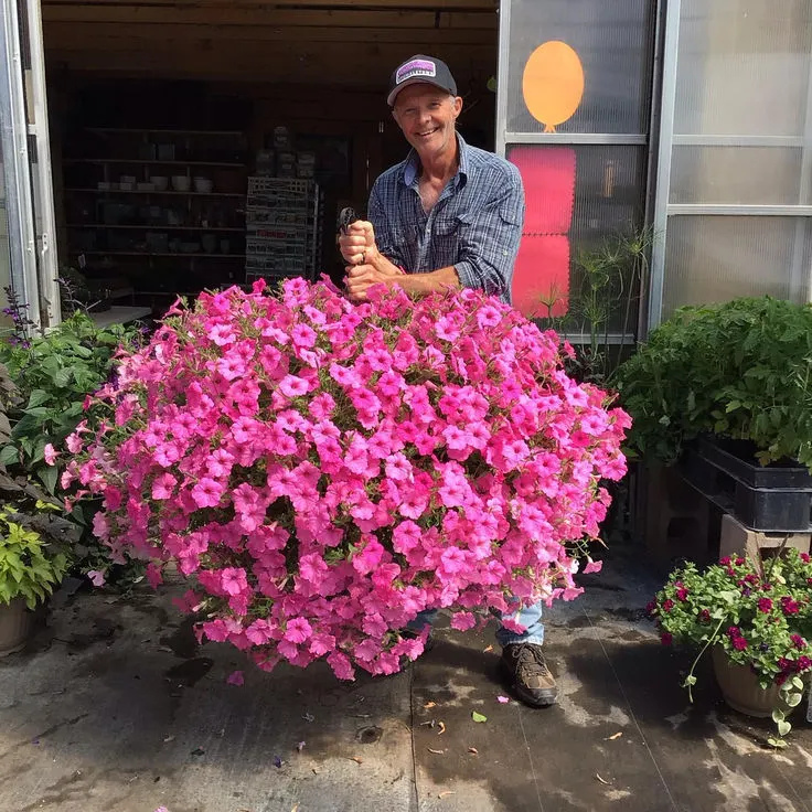💐2025 Spring Hot Sale✨UV Simulation Artificial Petunias