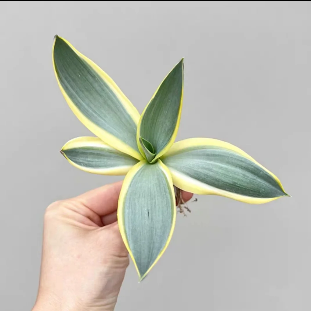 plant Aeonium Echeveria Haworthia  Caudex  Lithops Cactus  Agave 