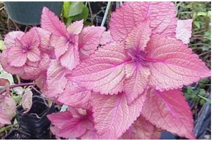 Coleus seeds Soft Pink (20 Per Pack) Jonyparkseed®