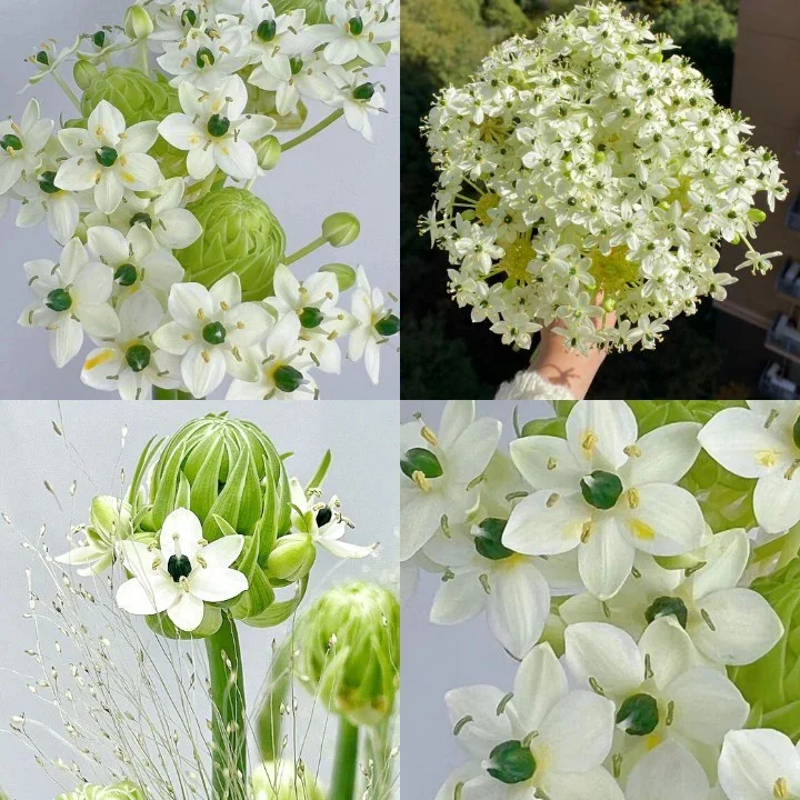🌟Star of Bethlehem Garden-Velvet Flower Seeds