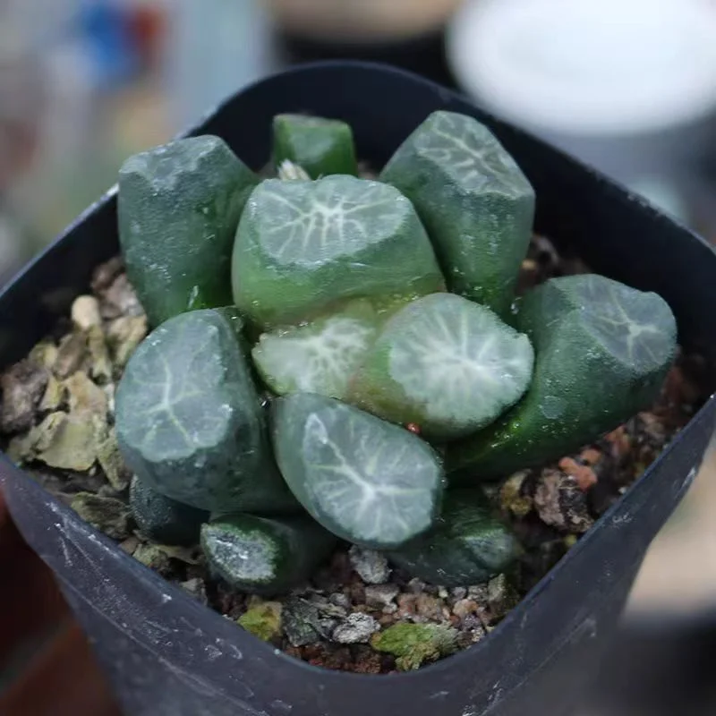 hts27.Haworthia Maughanii Yuki Aoi 4-5cm/ Haworthia/ Succulent plants / Garden landscape / Carefully select healthy plants