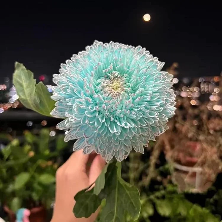Peony Chrysanthemum Seeds-Awakening Brilliance in Your Garden