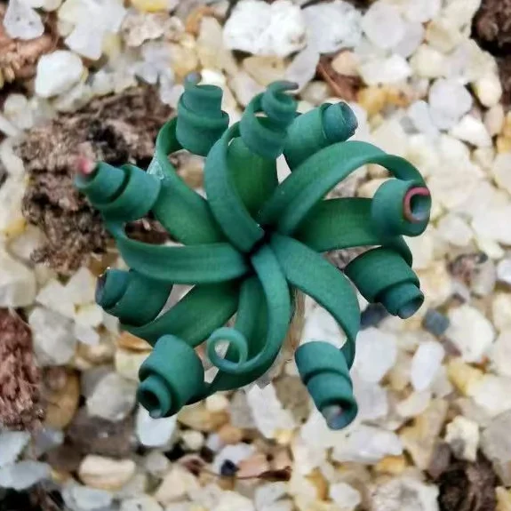 plant Aeonium Echeveria Haworthia  Caudex  Lithops Cactus  Agave 