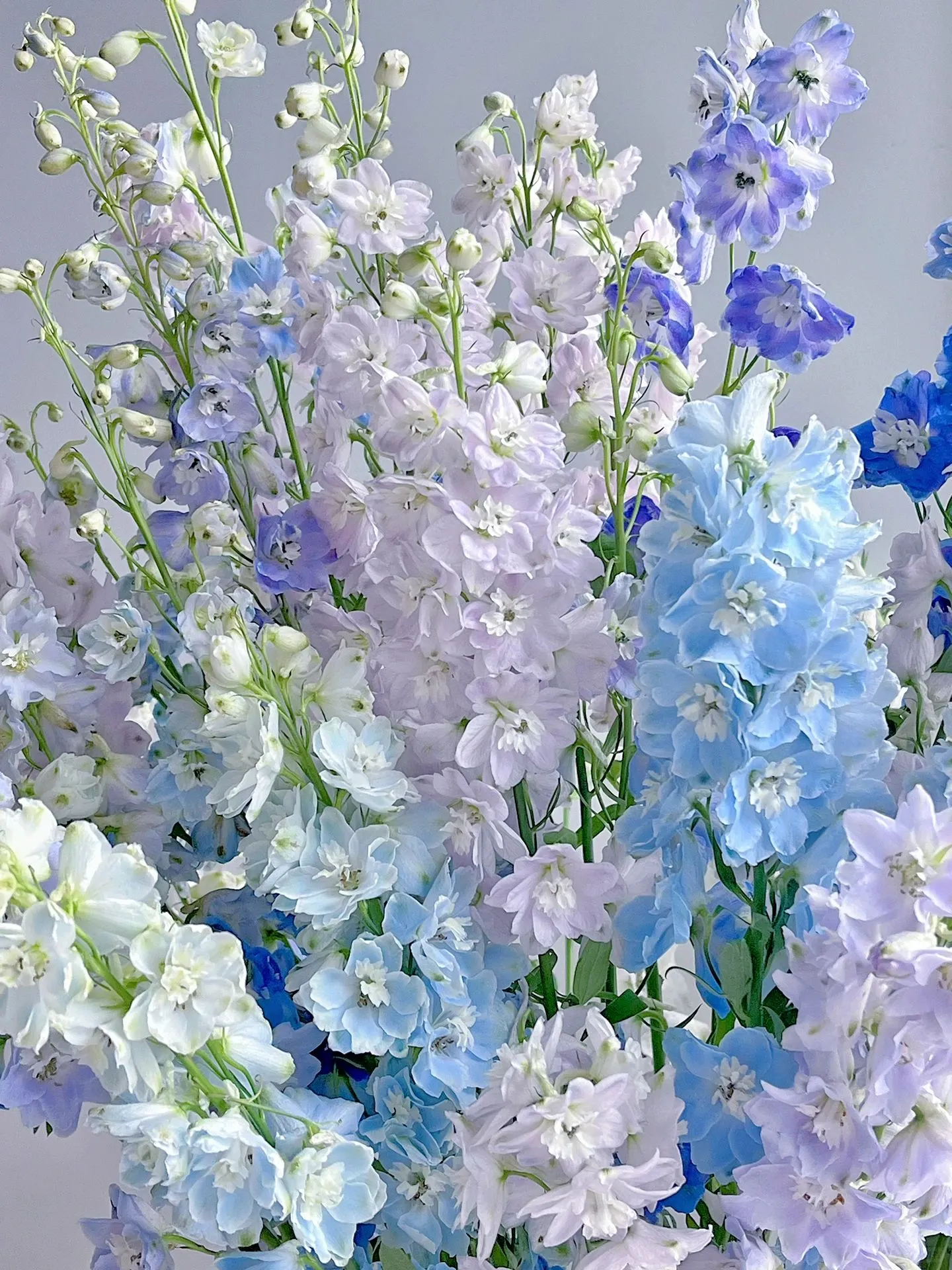 Delphinium Seeds-Mixed 7 Colors