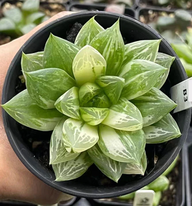 plant Aeonium Echeveria Haworthia  Caudex  Lithops Cactus  Agave 