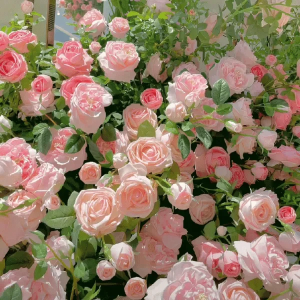 🔥49% OFF 🔥🌱Climbing Rose Seeds