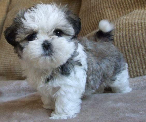 lifelike shih tzu