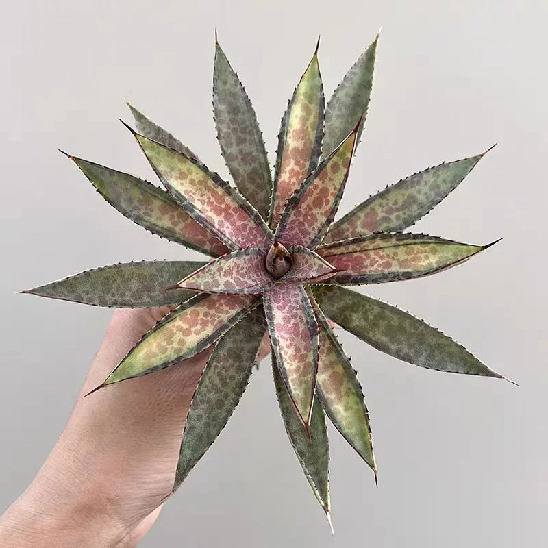 zwyw9.Agave Mangave Bloodspot Mediopicta 9cm/Agave plants / Succulent plants / Garden landscape / Carefully select healthy plants