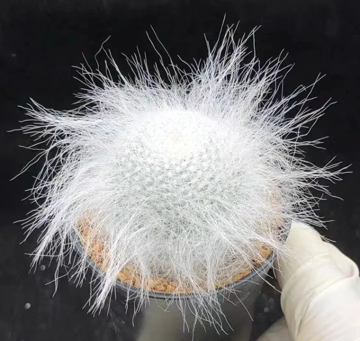 plant Aeonium Echeveria Haworthia  Caudex  Lithops Cactus  Agave 