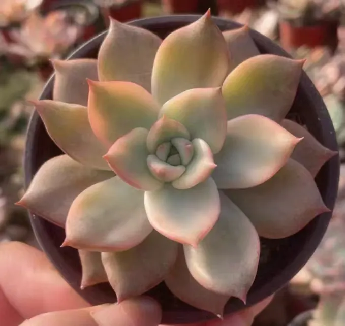 plant Aeonium Echeveria Haworthia  Caudex  Lithops Cactus  Agave 