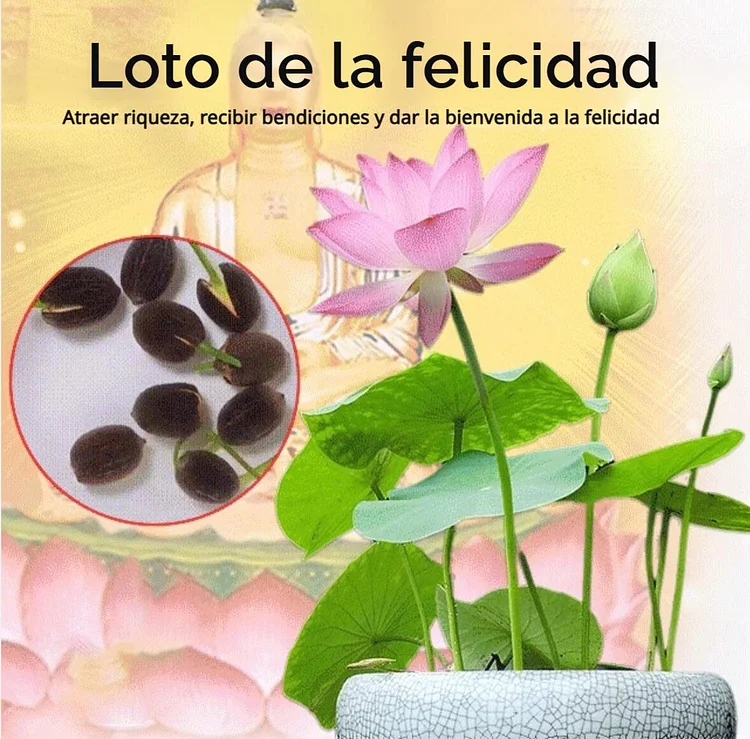 【Invita riqueza y tesoros】 🪷semillas de loto de la suerte