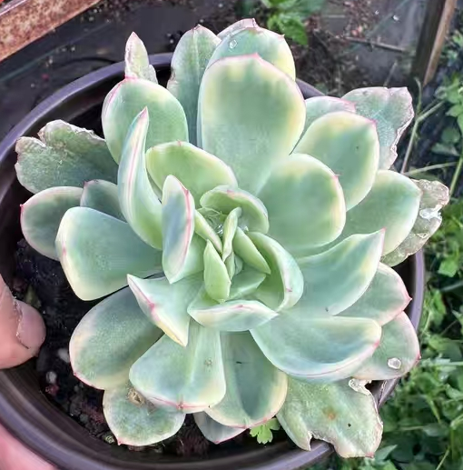 plant Aeonium Echeveria Haworthia  Caudex  Lithops Cactus  Agave 