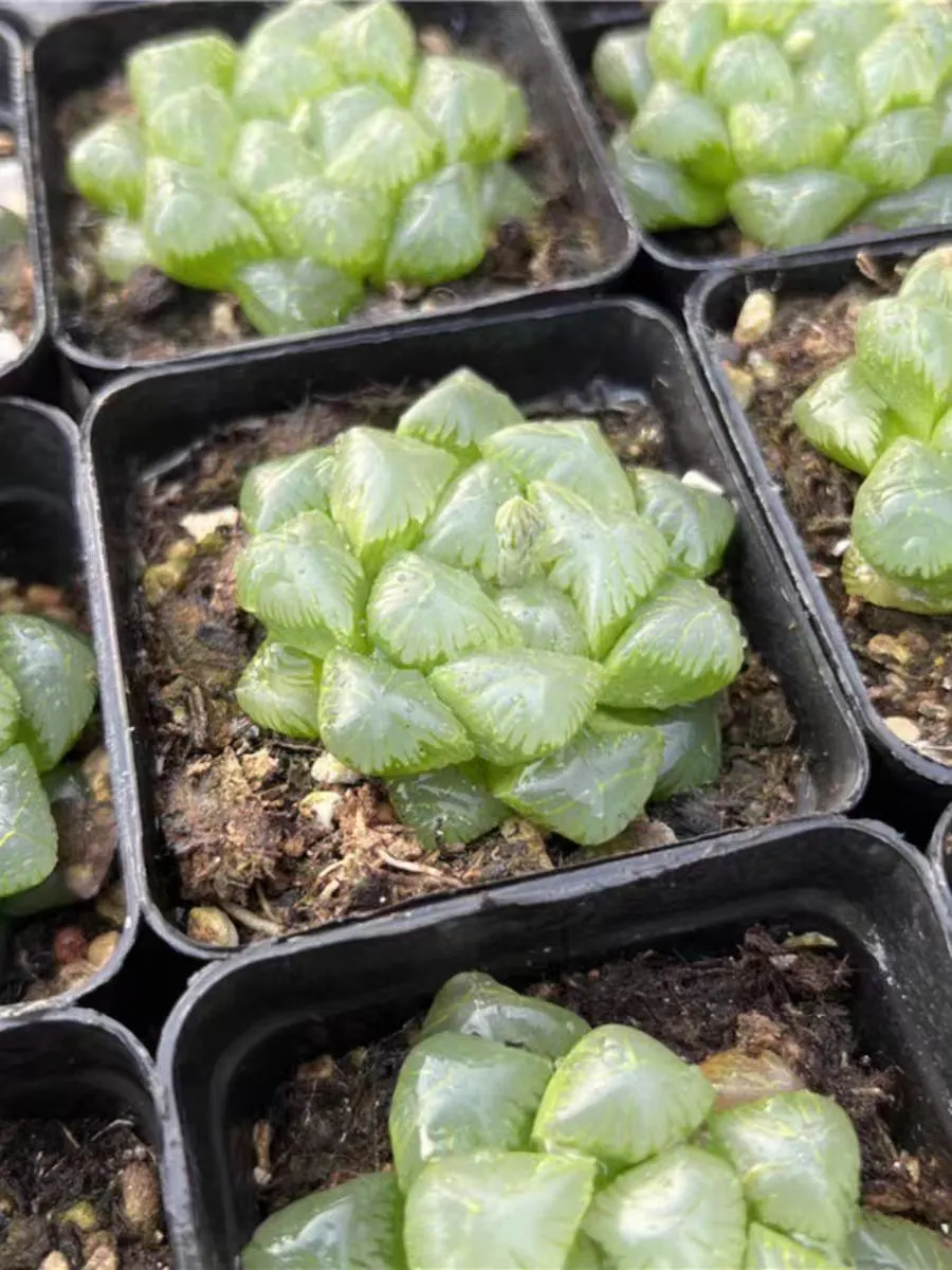 plant Aeonium Echeveria Haworthia  Caudex  Lithops Cactus  Agave 