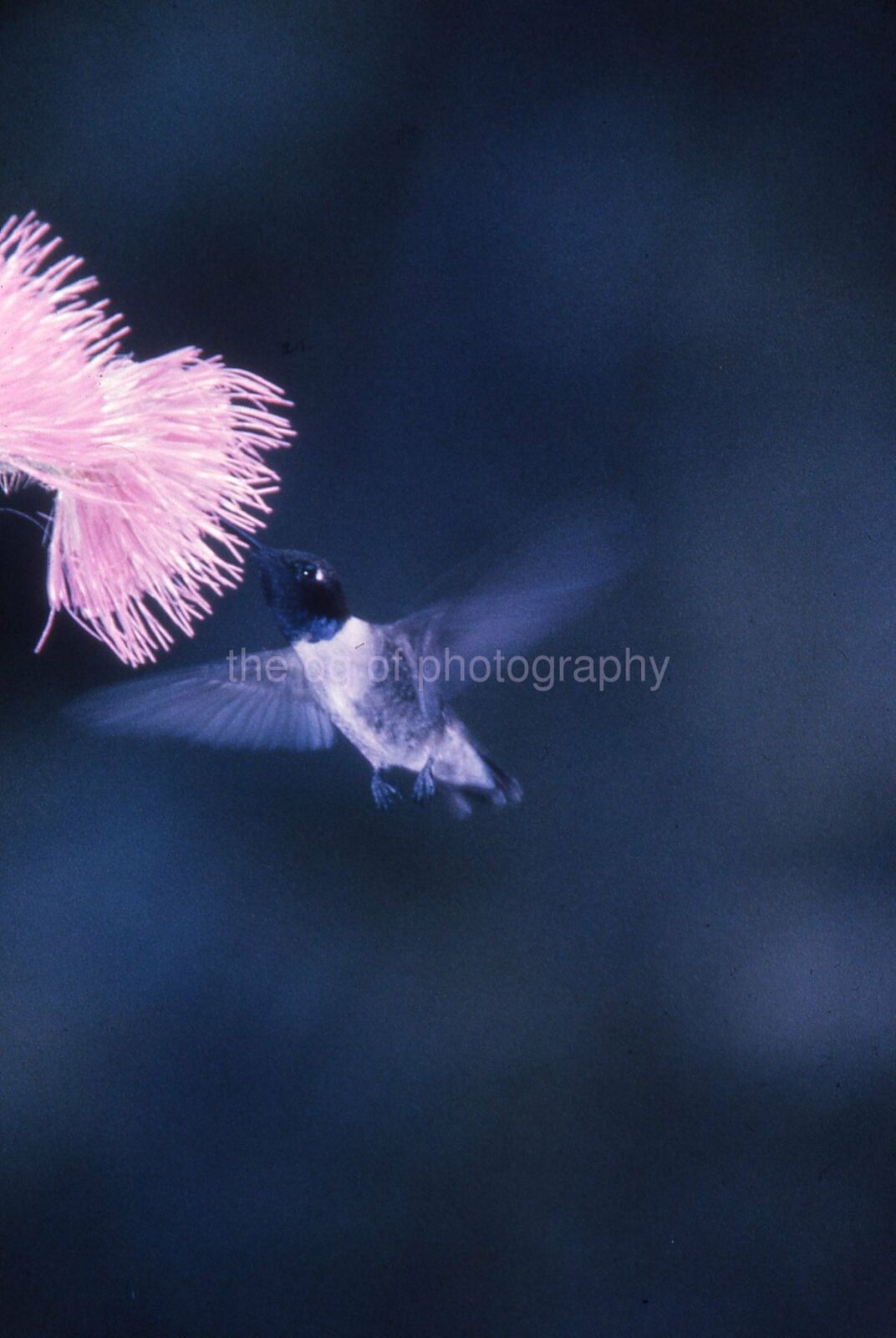 BLACK CHINNED HUMMINGBIRD 35mm FOUND SLIDE Vintage COLOR Photo Poster painting 17 T 32 T