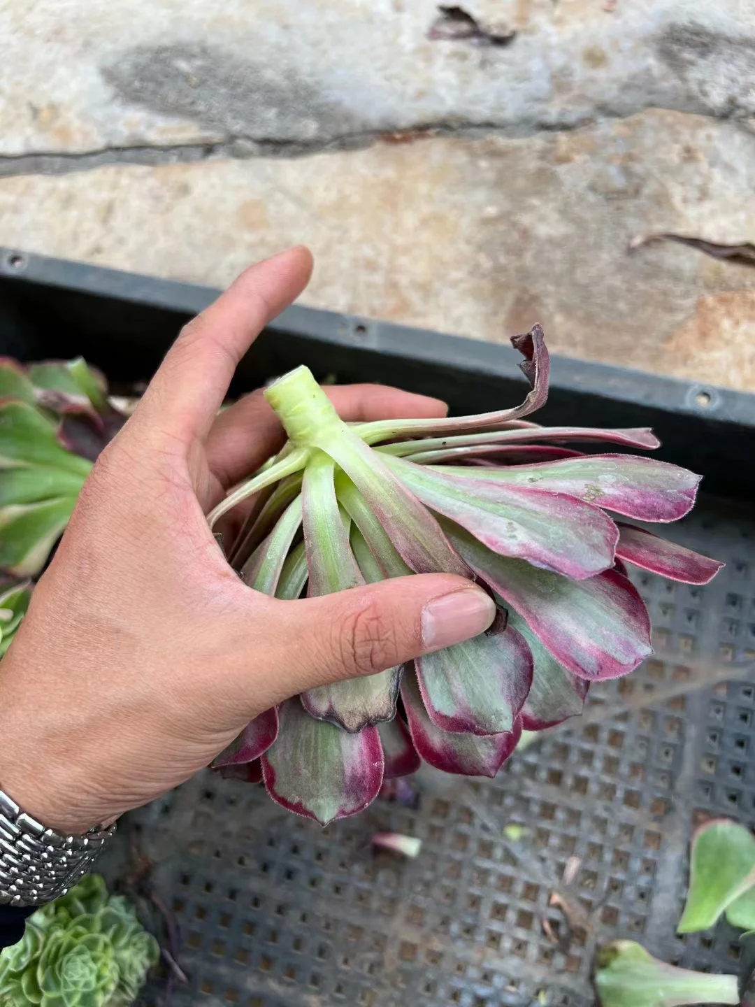 plant Aeonium Echeveria Haworthia  Caudex  Lithops Cactus  Agave 