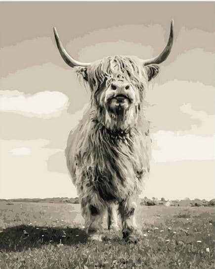 

Highland Cattle – Paint By Numbers - 40*50CM, 501 Original