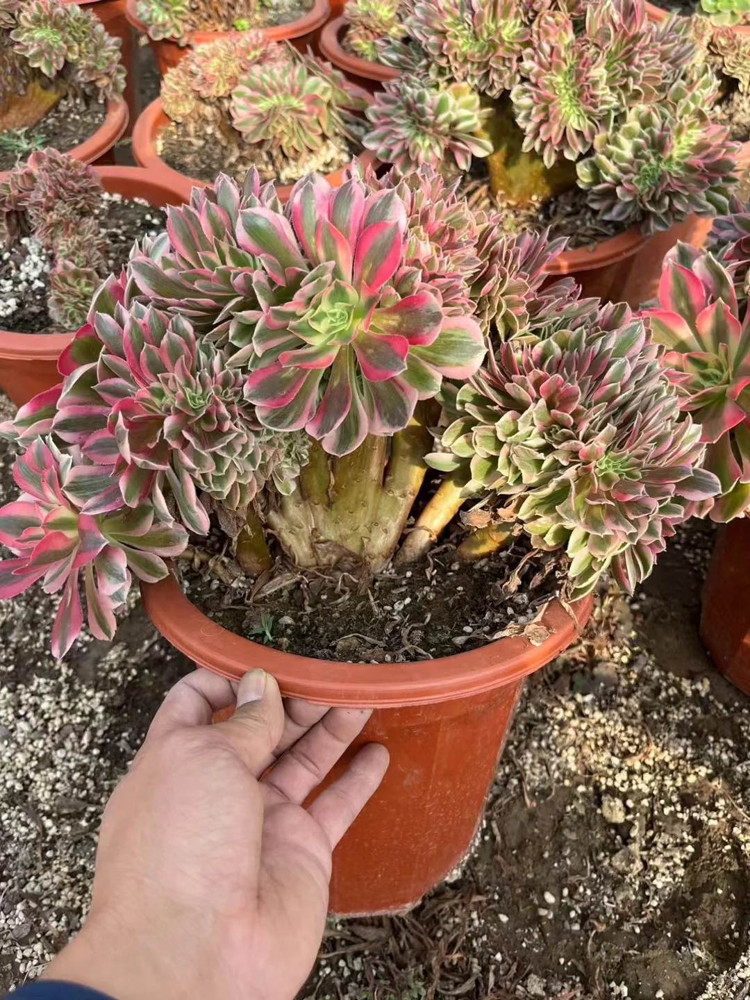 plant Aeonium Echeveria Haworthia  Caudex  Lithops Cactus  Agave 