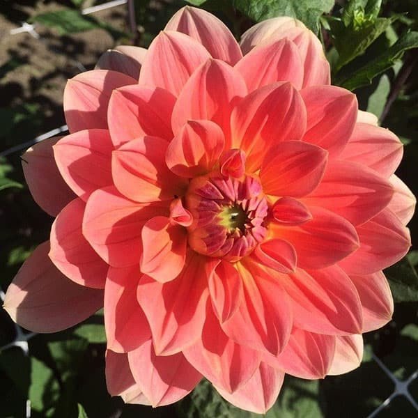 Dahlia 'Yvonne' Seeds Jonyparkseed®