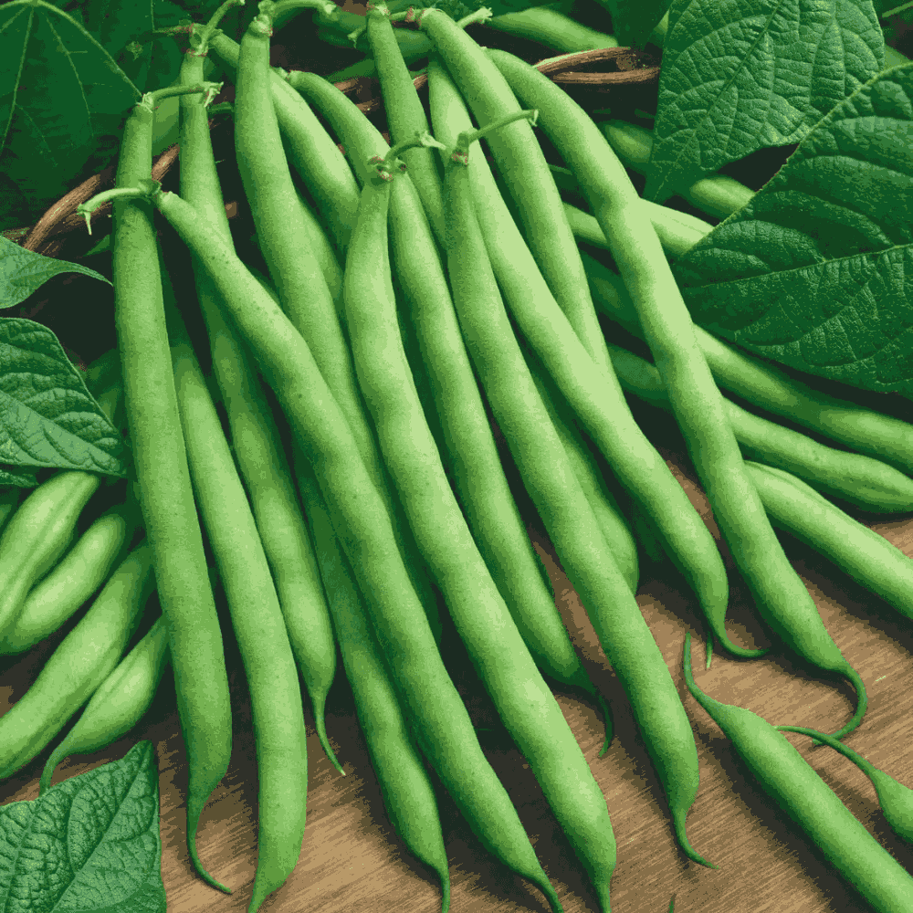 Climbing Beans 'Blue Lake Black Seeded' &ndash; Green Podded Pole Bean Seeds
