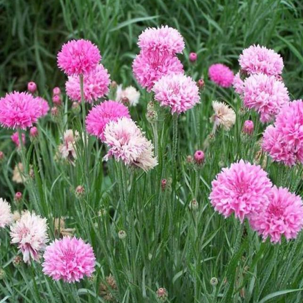 Pink Centaurea Cyanus Flower Seeds