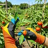 Gardening Silicone Thumb  Tool Set Reusable Multifunctional Gardening Pruning Tool Multi-Purpose Pruning Shears Garden Tools for Harvesting/Plant Fruit Picking/Trimming (gloves)
