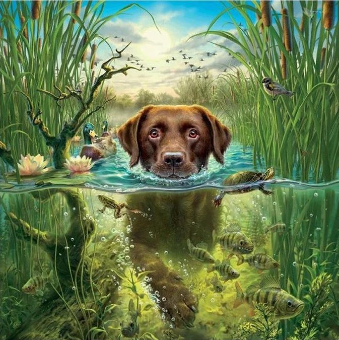 Full Round Diamond Painting - Swimming Dog(30*30cm)