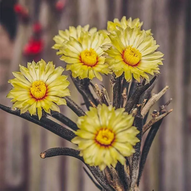 plant Aeonium Echeveria Haworthia  Caudex  Lithops Cactus  Agave 