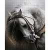 Horse - 11CT Counted Cross Stitch - 36*46cm - Animal