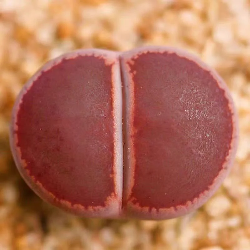 plant Aeonium Echeveria Haworthia  Caudex  Lithops Cactus  Agave 