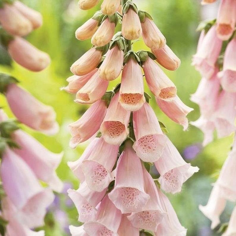 Foxgloves (Digitalis Purpurea) Seeds Jonyparkseed®